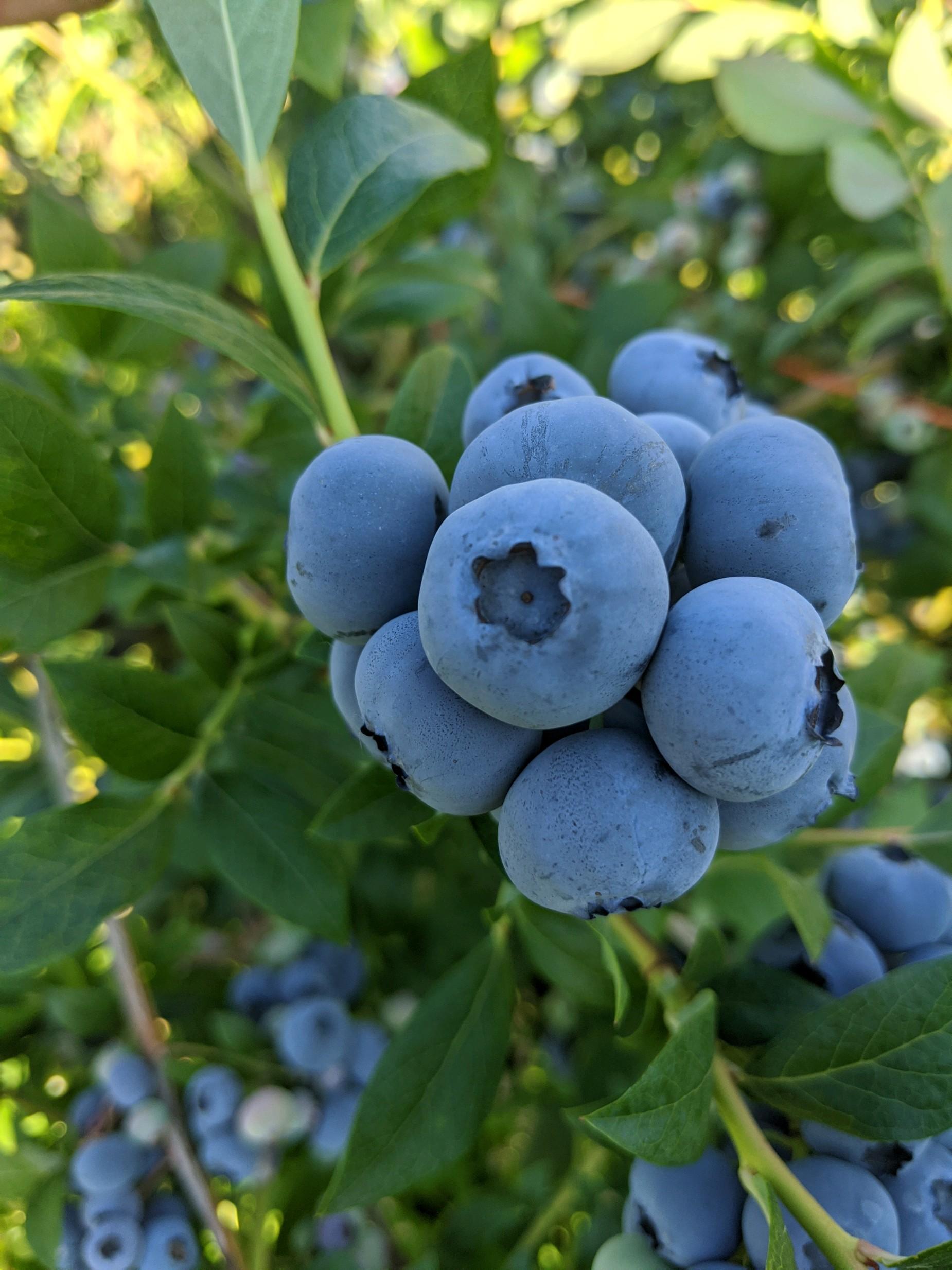 Who’s ready for some sweet blueberries? Majestic Farms Blueberries
