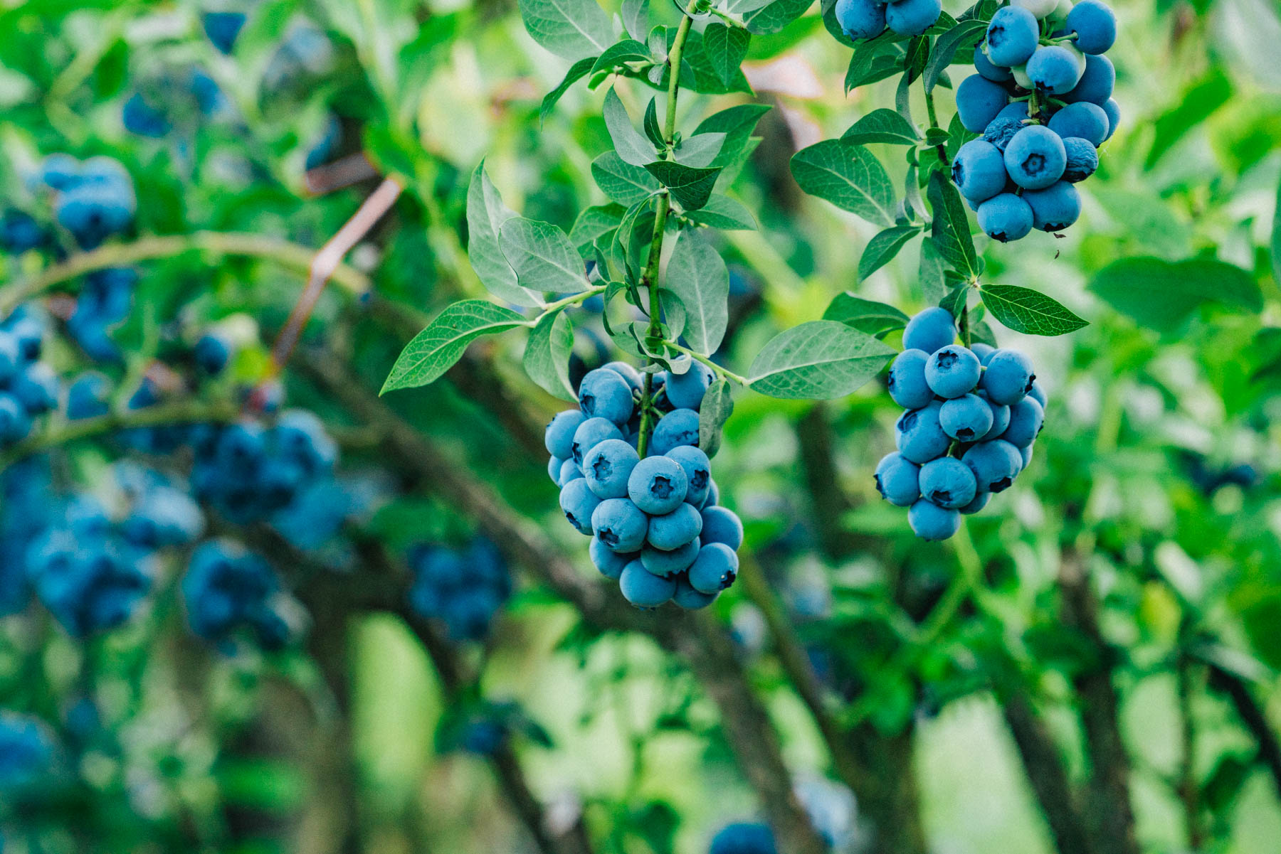 12 acres of blueberries, still so many bushes loaded with berries