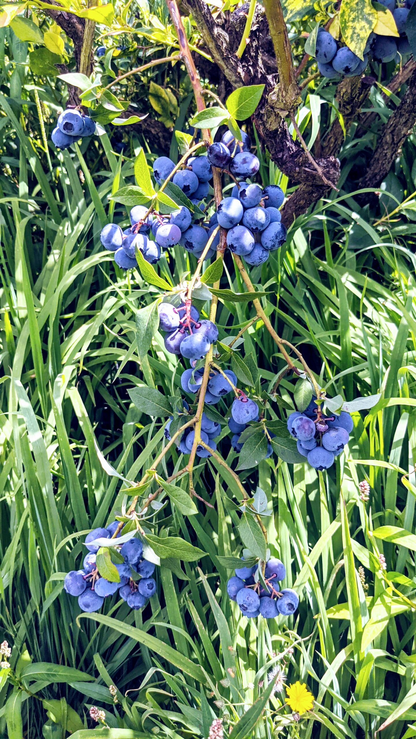 LAST CHANCE to stock up on your blueberries! Sunday will be our last